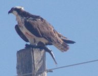 Osprey with fish.jpg