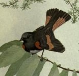 American Redstarts.jpg