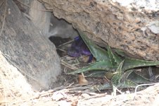 Reptile, Serengeti NP, August 2012.jpg