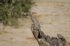 Hornbill - Elephant Sands (Botswana), July 2019.jpg