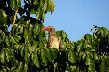 Hornbill - Mwandi View Campsite (Botswana), July 2019.jpg