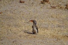 Hornbill - Nyamandhlovu Dam, Main Camp (Zimbabwe), July 2019.jpg