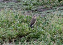 wheatear-7772.jpg