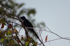 Starling - Shumba Dam (Hwange NP, Zimbabwe) - July 2019.jpg