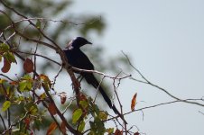 Starling - Shumba Dam (Hwange NP, Zimbabwe) - July 2019 (2).jpg