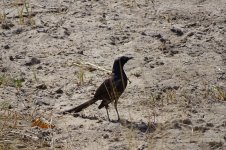 Starling - Shumba Dam (Hwange NP, Zimbabwe) - July 2019 (3).jpg