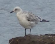 Med Gull- Flashes.jpg