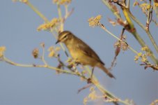 Algarve Warbler.jpg