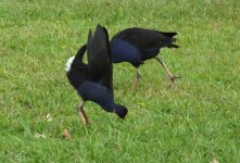 BF Australian Swamphen thread.jpg