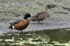 BF Chestnut Teal thread.jpg