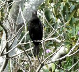 BF Little Black Cormorant.jpg