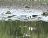 BF Pied Stilt thread.jpg