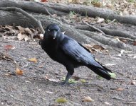 BF Torresian Crow thread.jpg