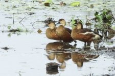 BF Whistling Duck thread.jpg