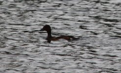 Ferruginous Duck.jpg