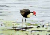 BF Comb-crested Jacana thread.jpg