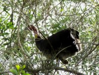 BF Australasian Brushturkey thread.jpg