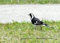 BF Magpie-Lark female thread.jpg