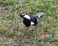 BF Magpie-Lark male thread.jpg