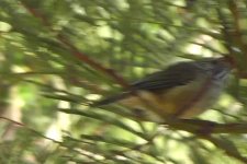 thornbill2.jpg