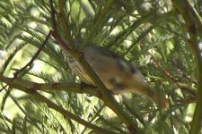 thornbill1.jpg