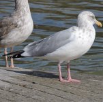 Gull_1.jpg