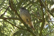 thornbill.jpg