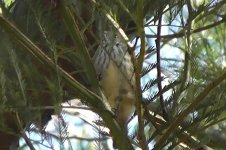 thornbill3.jpg