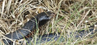 BF Red-bellied Black Snake thread.jpg