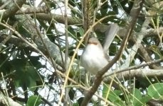 BF Superb Fairywren female thread.jpg