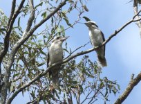 BF Laughing Kookaburra thread.jpg