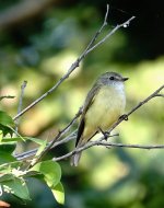 DSC05803 Lemon-bellied Flycatcher @ Darwin.jpg