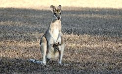 DSC05817 Agile Wallaby @ Darwin.jpg