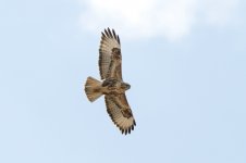 Buzzard,-Los-Molinos-(8)-800-web.jpg