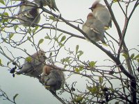 2005-05-02 Waxwings 08.JPG