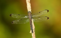 Dragonfly species edit A59Y4058.jpg