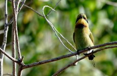 DSC05844 Rainbow Bee-eater @ Darwin.jpg