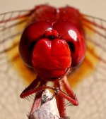 Scarlet Darter sc 3.jpg