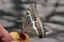 Two-tailed Pasha sc 3.jpg