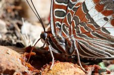 Two-tailed Pasha sc 4.jpg