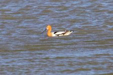 American Avocet.jpg