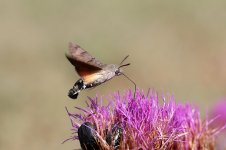 Hummingbird Hawkmoth sc 4.jpg