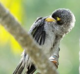 BF Noisy Miner fledgling thread.jpg