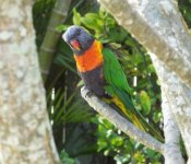 BF Rainbow Lorikeet thread.jpg