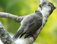 BF Noisy Miner sleepy juvenile.jpg