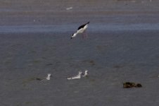 Wilson's Phalarope.jpg