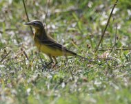 Yellow wag 5 9.JPG