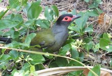 BF Australasian Figbird male thread.jpg