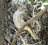 BF Australasian Figbird female thread.jpg