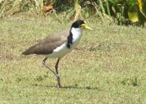 BF Masked Lapwing thread.jpg